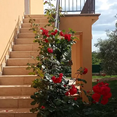 Petar In Begi
