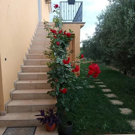 Petar In Begi Vrsar